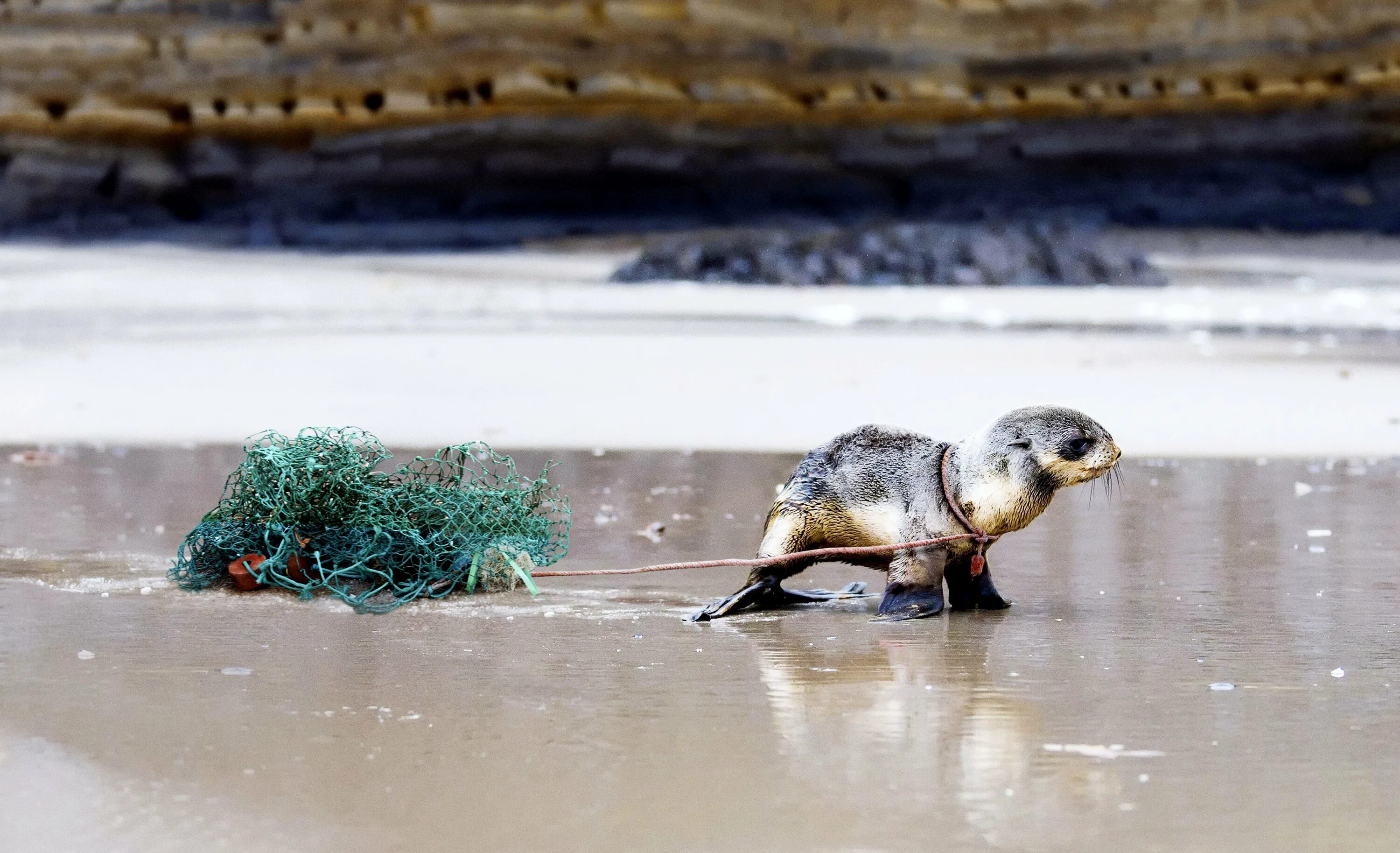 Plastic animals. Загрязнение природы животные. Загрязнение океана. Загрязненная природа животные.