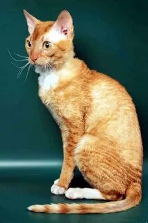 Уральский кот