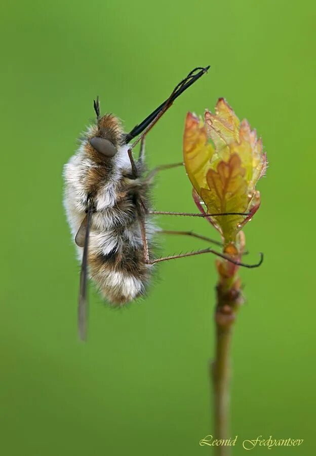 Insect legs. Bombylius Муха. Жужжало большой (Bombylius Major). Муха жужжало. Жужжало насекомое.