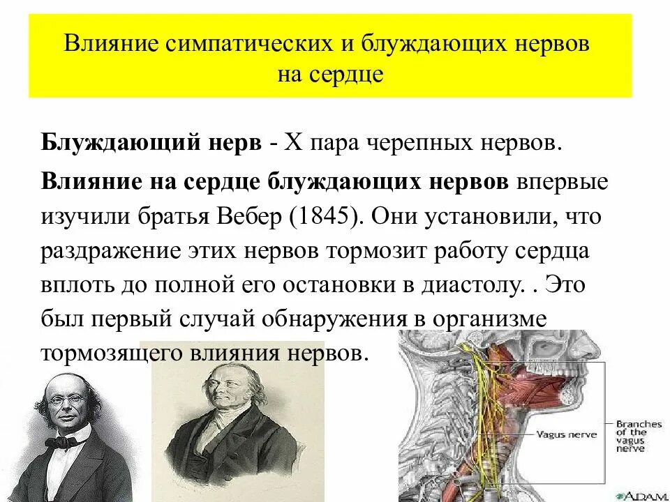 Влияние на сердце симпатических нервов и блуждающего нерва. Влияние блуждающего нерва на сердце. Влияние блуждающего нерва на деятельность сердца. Влияние блуждающих нервов на сердце.