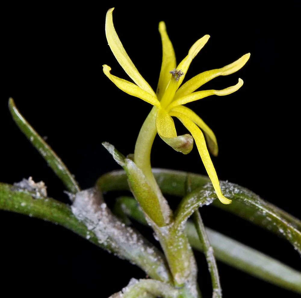 Heteranthera dubia. Гетерантела остролистная. Heteranthera Limosa. Рдест остролистный. Knows that plants