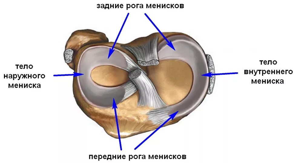 Передний рог коленного сустава