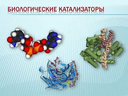 Катализаторы белковой природы