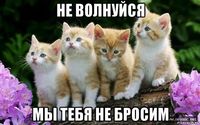 у меня всё зашибись фото. сдал егэ мем. не волнуйся я соберусь буду выглядеть. красивые котята. всё будет зашибись картинки.