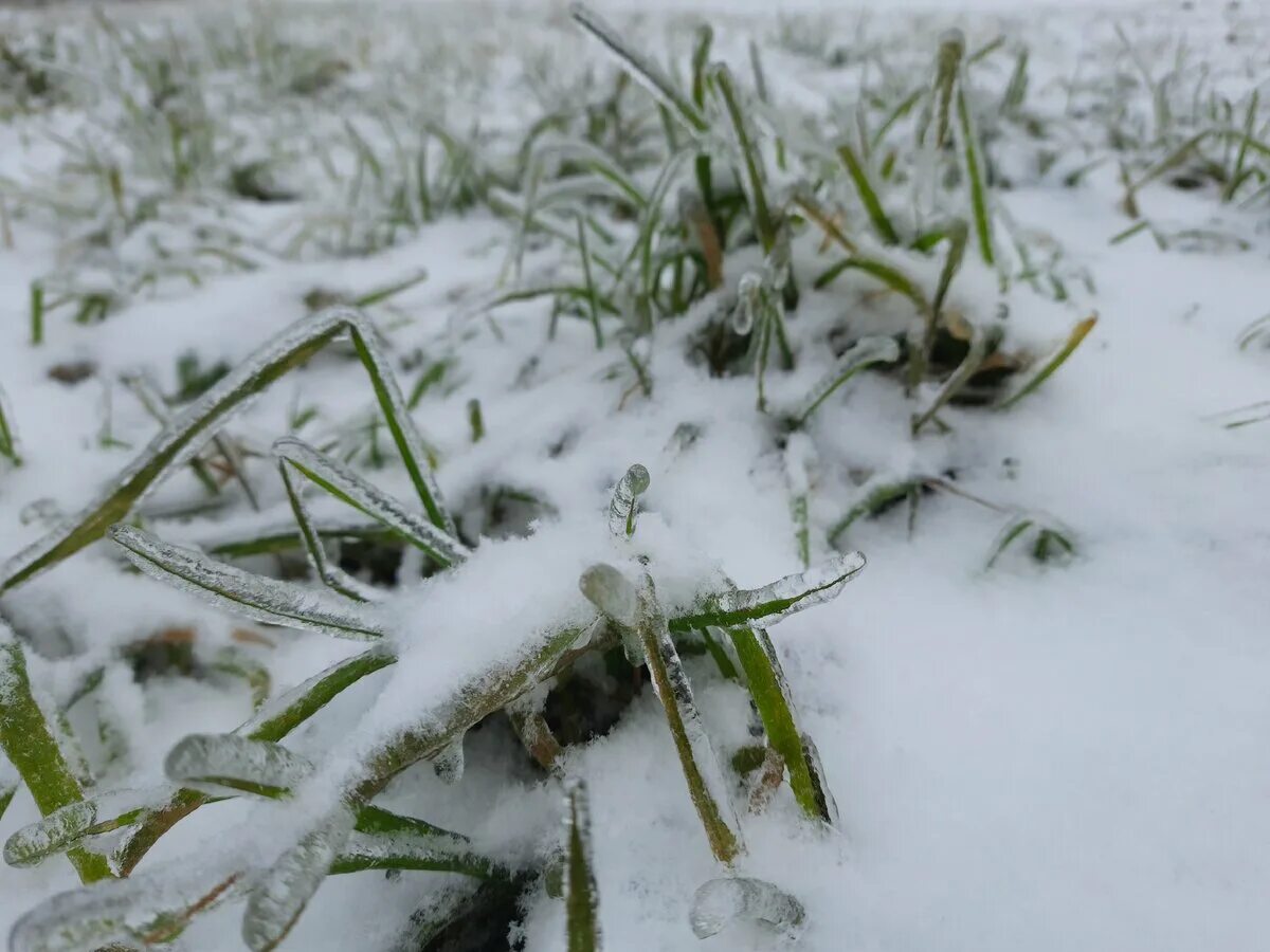 Куда деваются пауки. Приметы паукообразных. Куда деваются пауки. Нора паука тарантула. Тарантул паук алтайский.