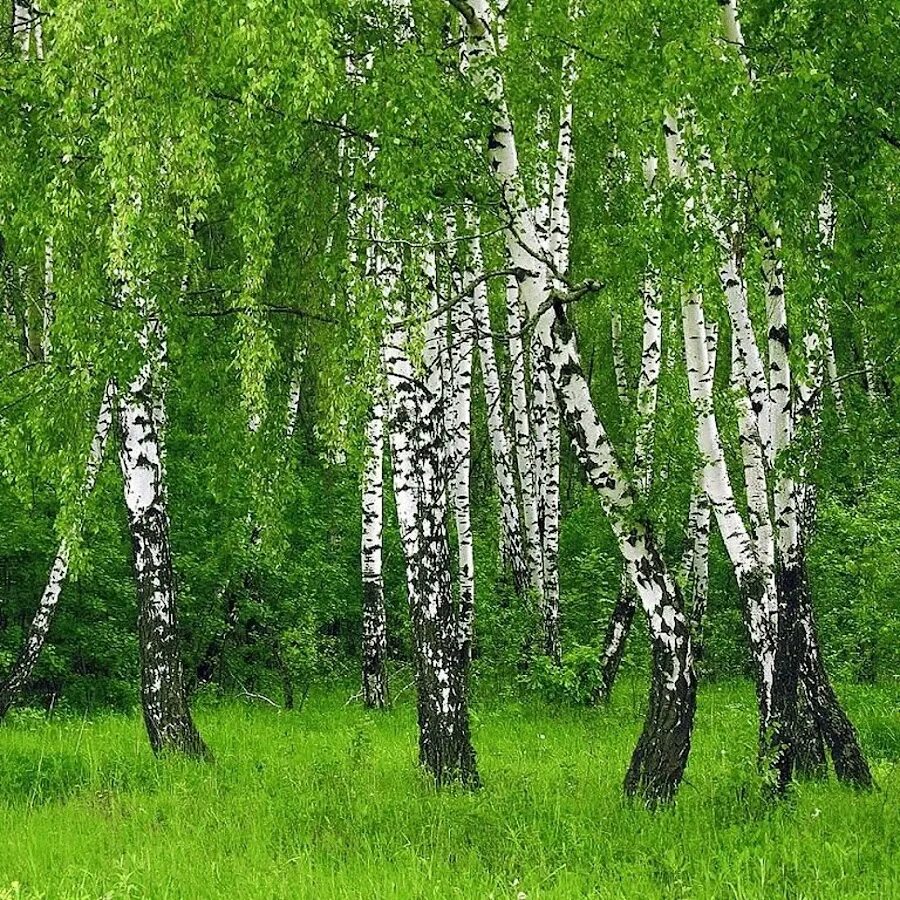 Береза живет дерево. Береза обыкновенная (Betula Alba). Широколиственные леса береза. Береза повислая в лесу. Изображение березы.