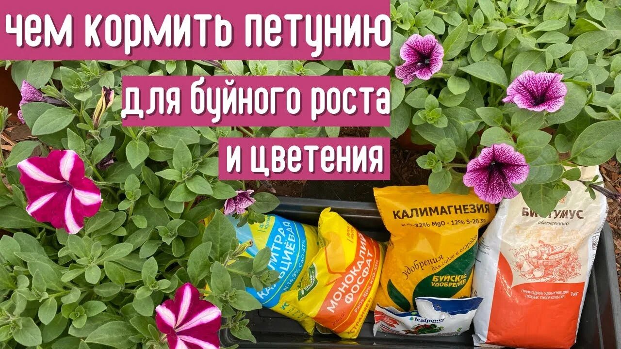 Как подкормить петунию селитрой. Удобрение для петуний. Подкормка для петуний для пышного цветения. Схема подкормки рассады петуний. Таблица подкормок петунии.