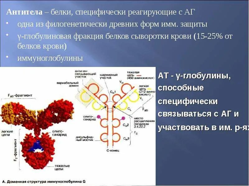 Антитела это специфические белки. Антитело структура белка. Белки иммуноглобулины. Антитело это белок.