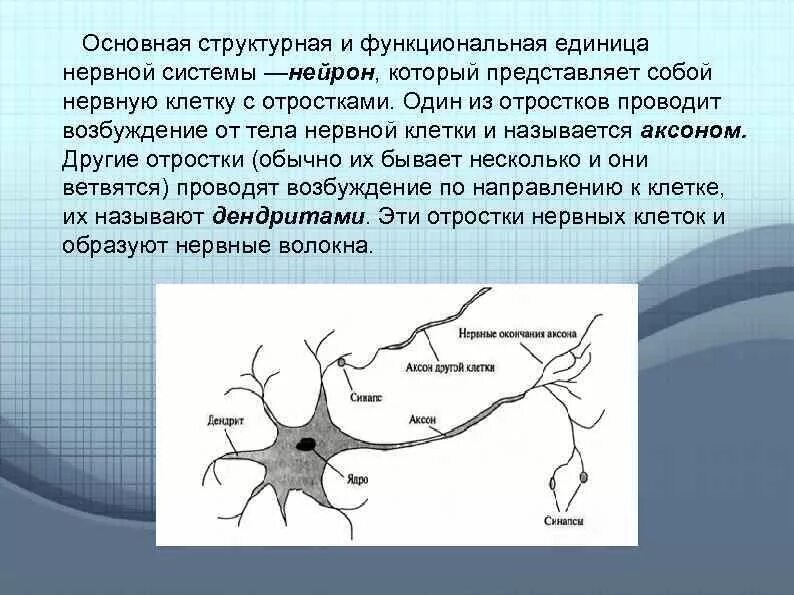 Короткие ветвящиеся отростки нервных клеток. Основная структурная и функциональная единица нервной системы. Нейрон единица нервной системы. Функциональная единица нервной ткани. Нейрон структурная единица нервной системы.