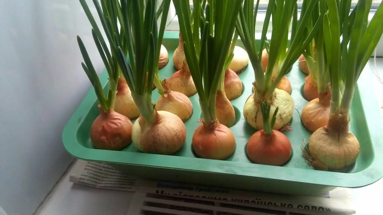 зеленый лук дома. лук севок зеленый. лук на перо штутгарт. лук на зелень на подоконнике. лук из луковицы в земле.