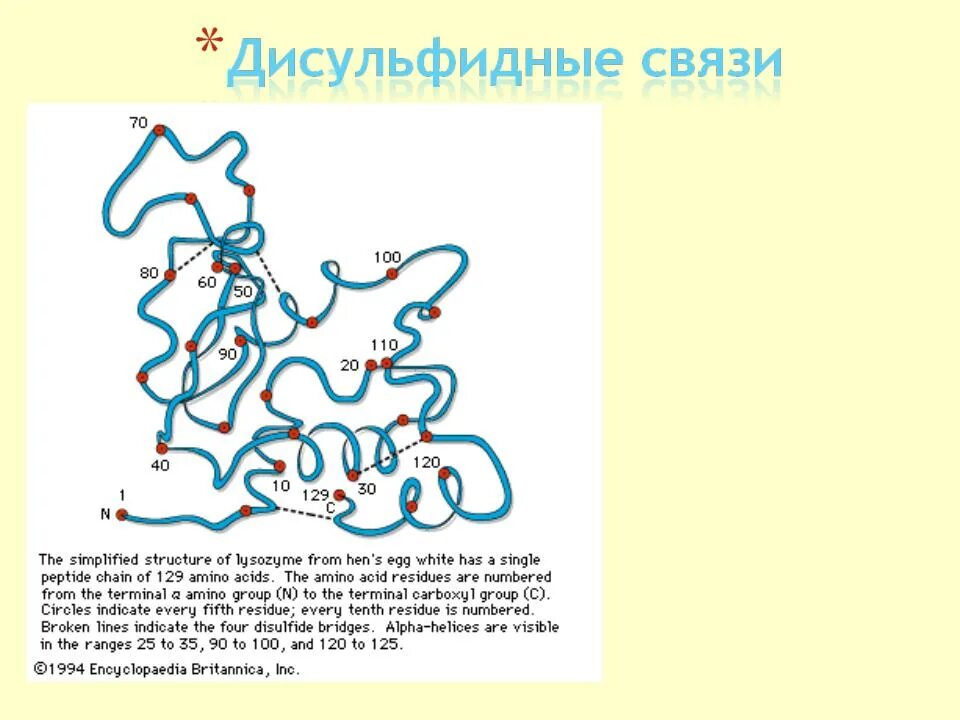 Образование дисульфидной связи. Дисульфидные мостики в белках. Дисульфидные мостики структура. Дисульфидные мостики в белках схема. Третичная структура лизоцима.