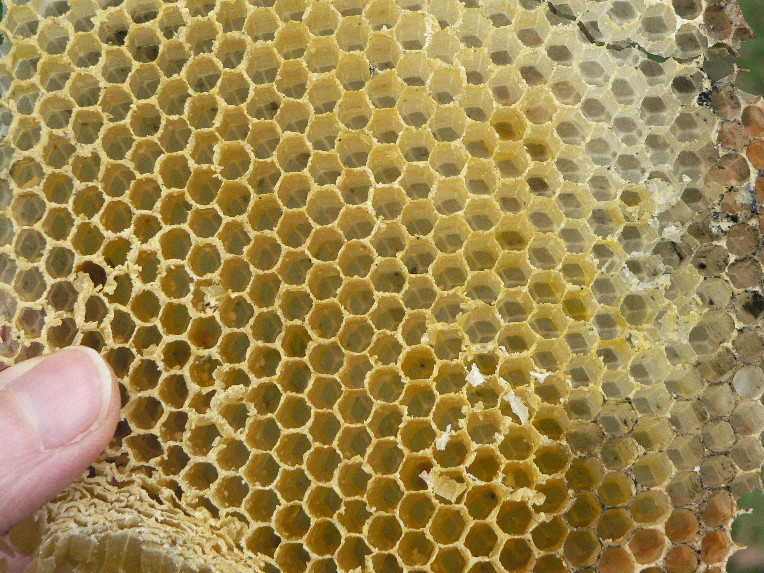 Соты пчелиные вощина. Соты Honeycomb Cell. Искусственная вощина. Ячейка пчелиных сот.