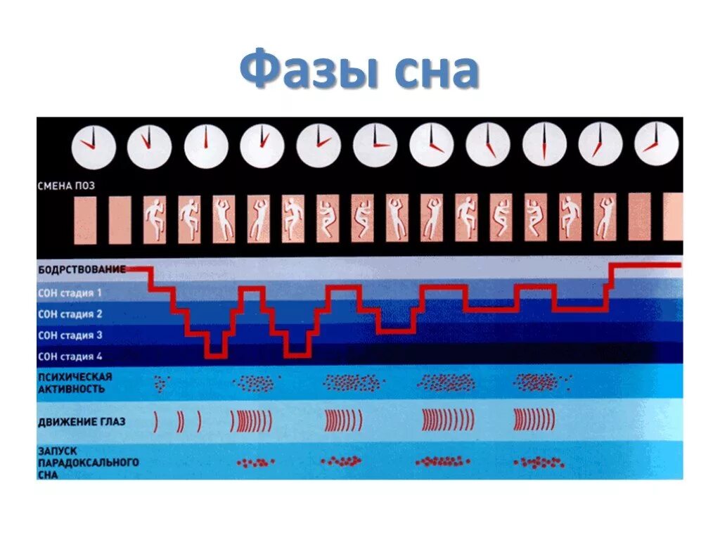 Фазы сна время таблица. Сон циклы фазы и стадии. Циклы сна быстрая фаза. Фазы сна человека диаграмма. Циклы глубокого сна.