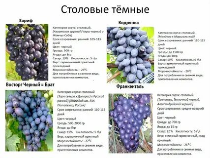 Сорт кодрянка виноград характеристики