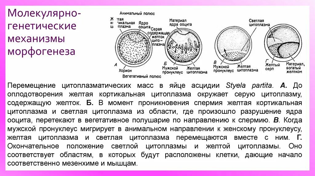 Вегетативное полушарие