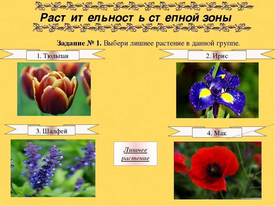 Растение степи 4 класс окружающий мир сообщение. Растение степи 4 класс окружающий мир сообщение