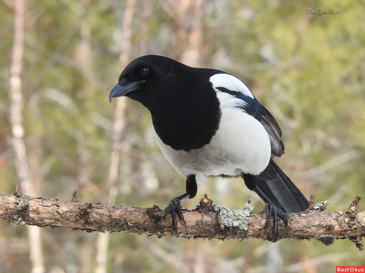 сорока крыма. сорока pica pica. сорока обыкновенная птицы. сорока крыма. калифорнийские сороки jepb.