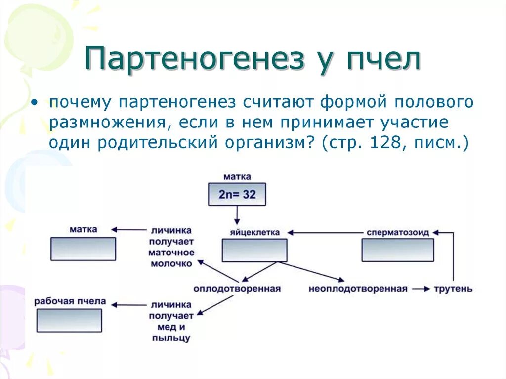 Размножается партеногенетически. Партеногенез у пчел схема. Гаплоидный партеногенез схема. Партеногенез набор хромосом. Размножение пчел схема.