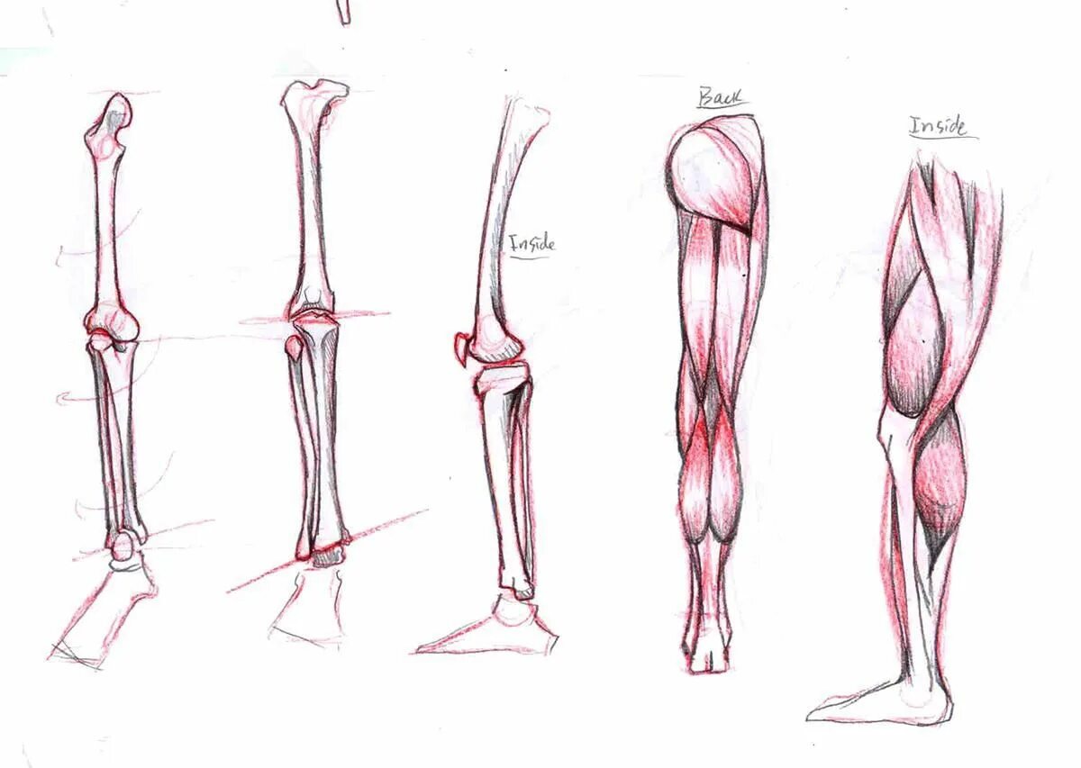 Строение конечностей рисунок. Анатомия ноги. Анатомия еог. Ноги анатомия для художников. Анатомия конечностей рисование.