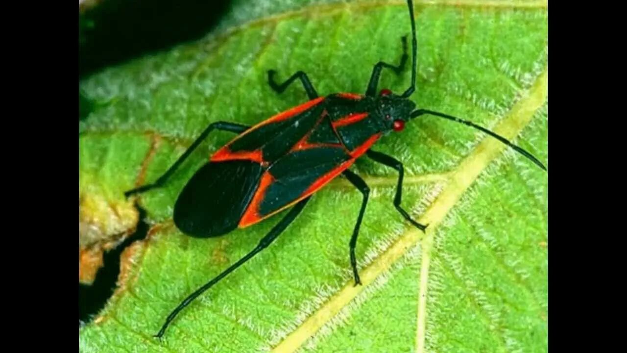 Box bug. Личинка black bug. bug. red bug. boisea trivittata.