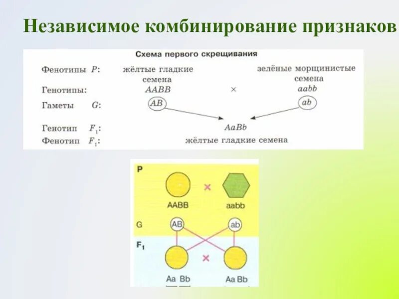 Закономерности наследования дигибридное скрещивание. Третий закон независимого комбинирования наследования признаков. Третий закон Менделя закон независимого комбинирования. Дигибридное скрещивание схема скрещивания. Дигибридное скрещивание независимое наследование признаков.