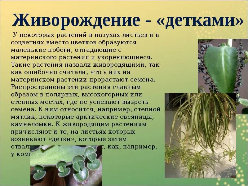 Черенкование комнатных растений лабораторная работа 6 класс. Вегетативное размножение листьями. Растения размножающиеся листьями. Комнатные растения размножающиеся листьями. Вегетативное размножение растений листьями.