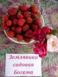 Клубника богема