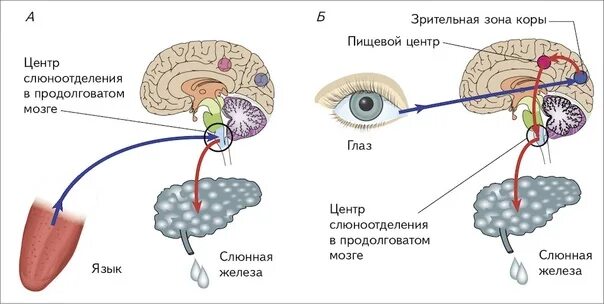 Нервно рефлекторная регуляция слюноотделения. Схема рефлекторной дуги слюноотделения. Схема рефлекторная дуга условного рефлекса (слюноотделения). Регуляция слюноотделения схема. Пищевой центр в мозге
