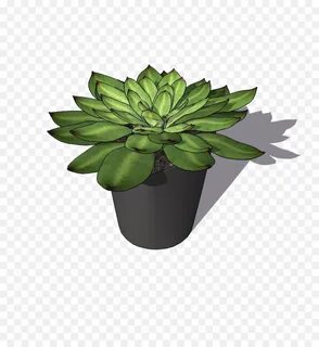 Plant 3 forms