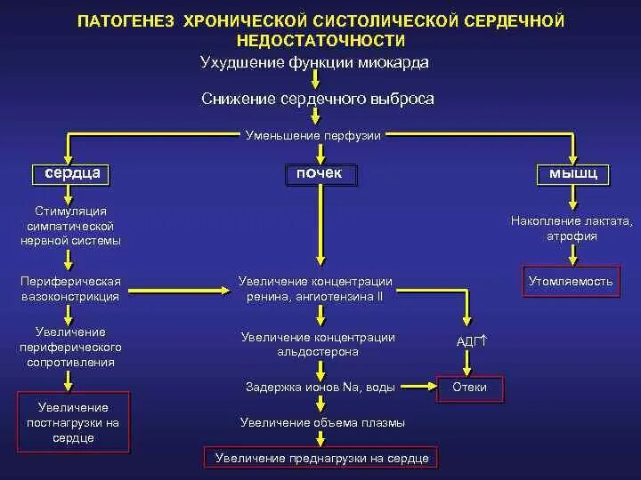 Хроническая сердечная недостаточность 2023. Патогенез систолической сердечной недостаточности. Патогенез хронической систолической сердечной недостаточности. Хроническая сердечная недостаточность механизм развития. Схема патогенеза сердечной недостаточности.