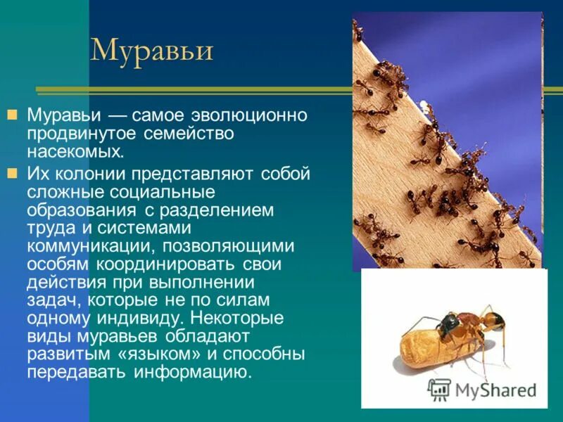 Насекомые примеры. Когда появились насекомые. Представители насекомых паразитов. Насекомые 3 класс окружающий мир. Весной появляются насекомые.