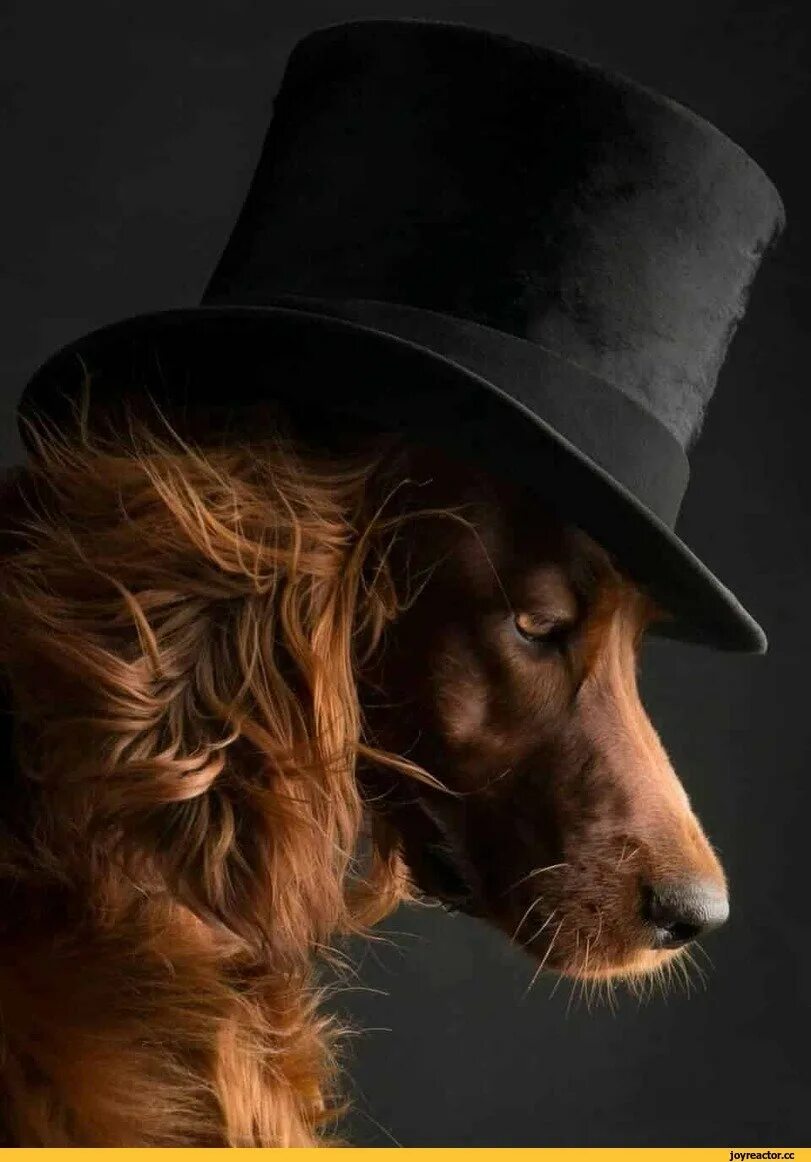 Пес шляпа. Ирландский сеттер. Собака в шляпе. Пес в шляпе. Шляпки для собак.
