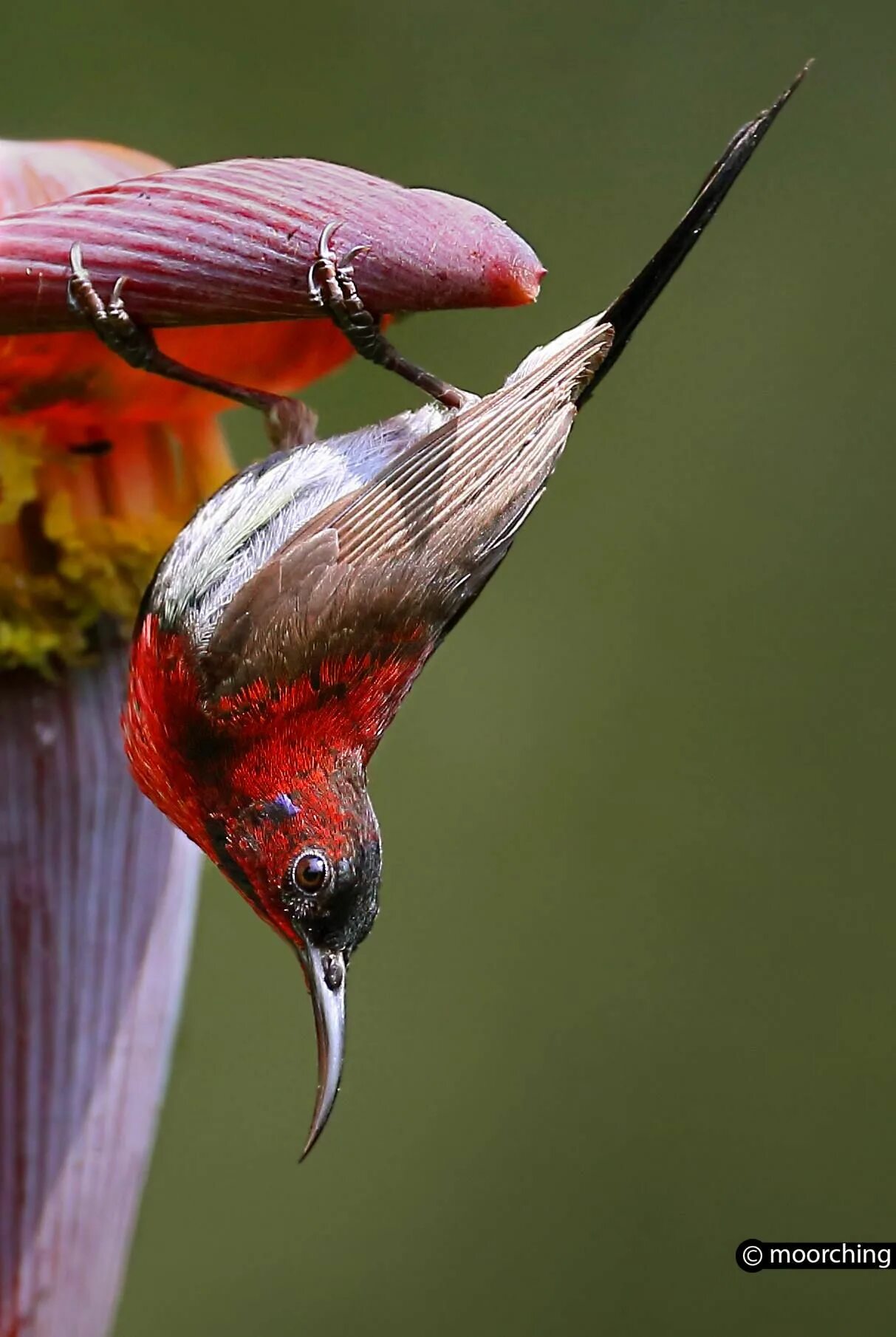 Kind birds. Kingfishers Birds in India. Revolution Bird of Paradise. Sunbirds.