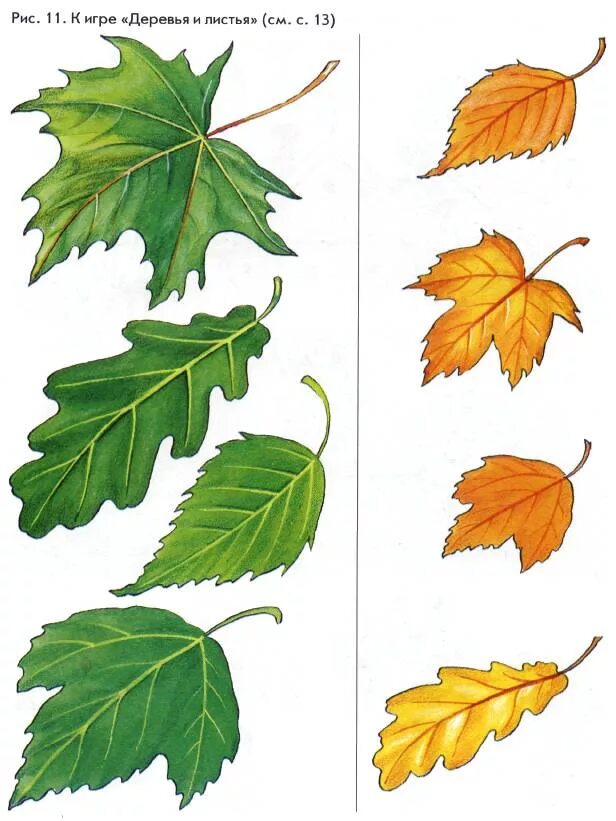 Листья разных деревьев. Листья деревьев с названиями. Листы деревьев и их названия. Название листьев.