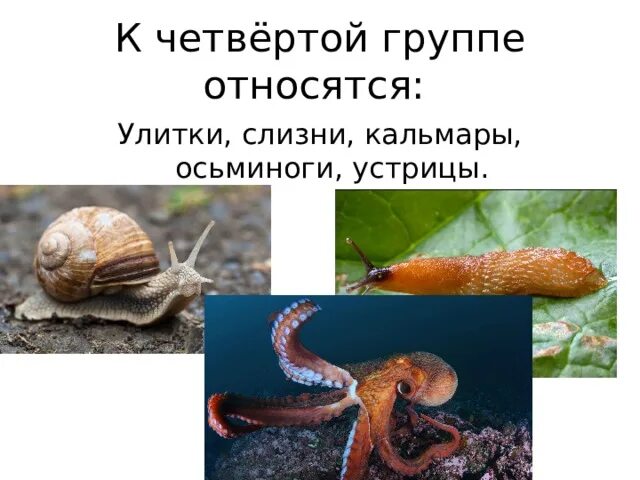 Улитка слизень осьминог. Улитка СЛИЗЕНЬ осьминог кальмар это. Осьминог относится к группе. СЛИЗЕНЬ относится к группе.