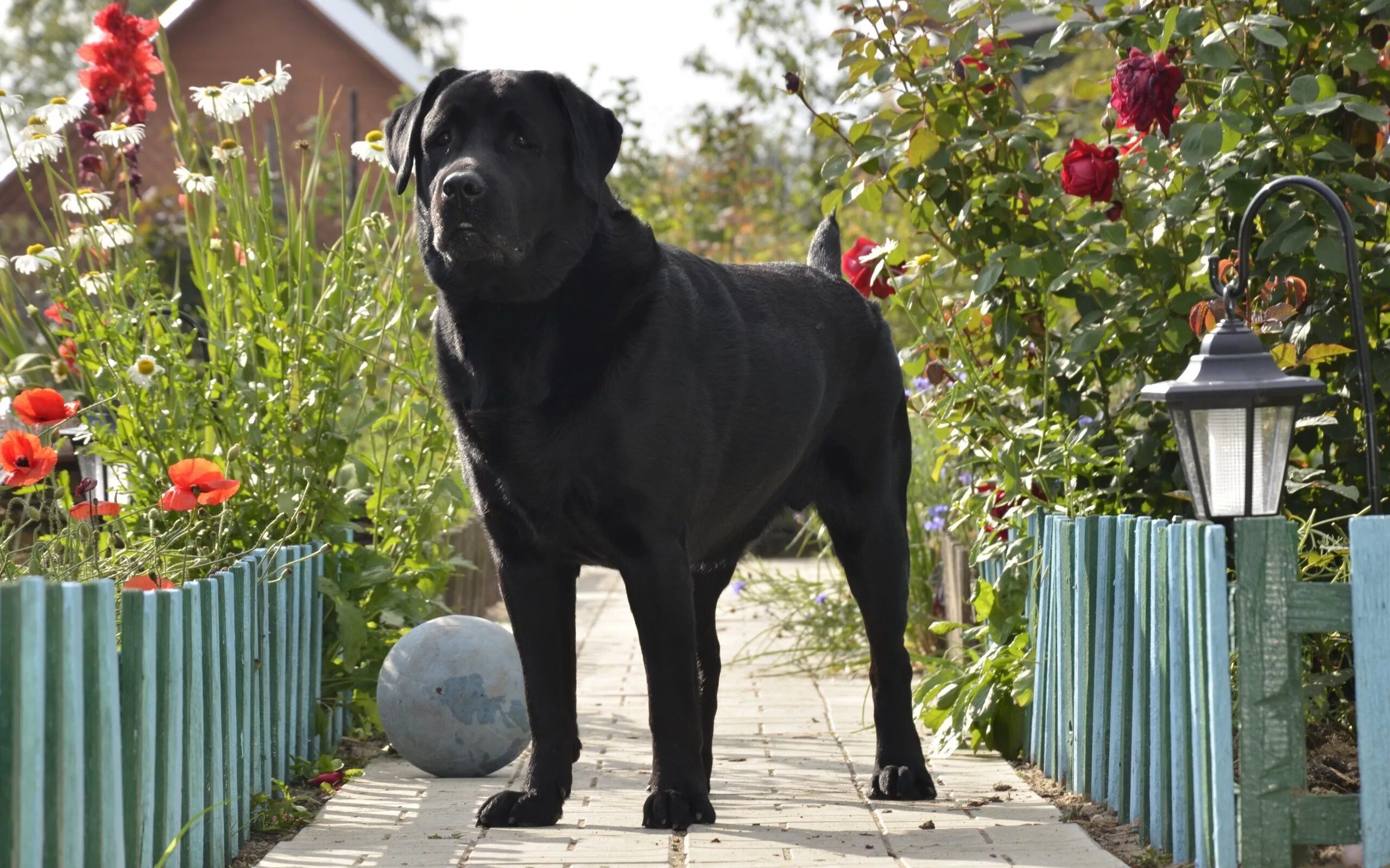 Alice has a big black dog. Лучшие породы собак для охраны частного дома на улице во дворе. Лабротакса. Черный лабрадор арт. Собака черная большая в огороде.