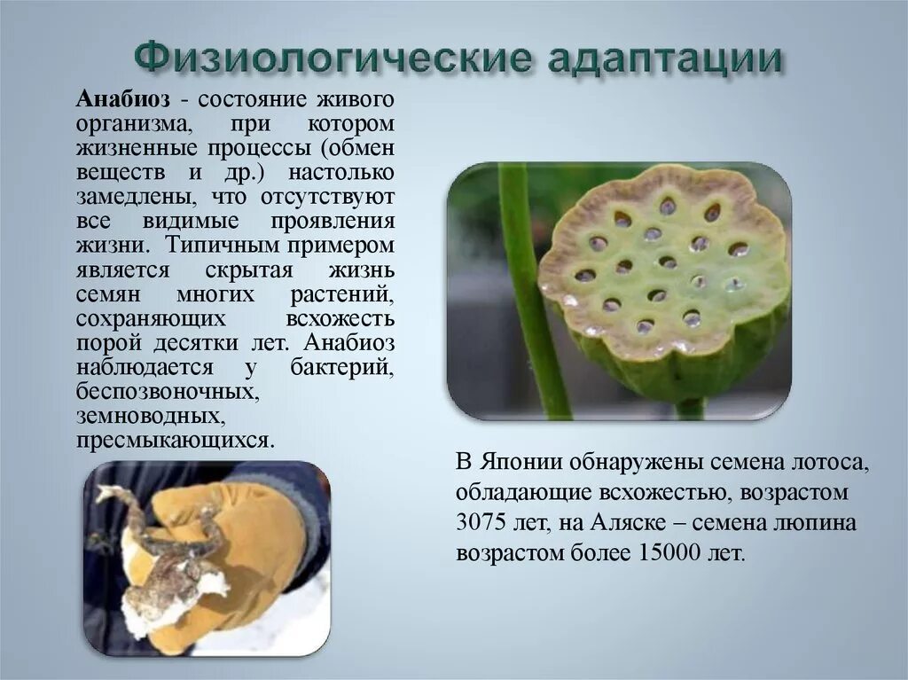 Значение анабиоза. Физиологические адаптации растений. Биохимическая адаптация растений. Физиологические адаптации у растений и животных. Физиологические адаптации примеры растений.