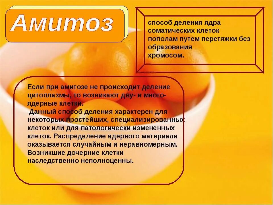 Деление ядра перетяжкой происходит в. Амитоз. способы деления клетки амитоз. деление клетки амитоз. деление ядрышка при амитозе.