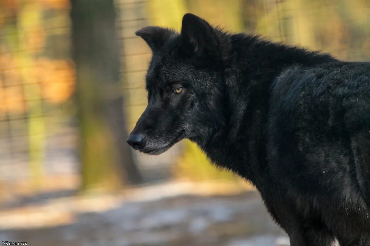черный волк видео. черный волк видео. черный волк видео. чёрный волк техас. блэк вульф.