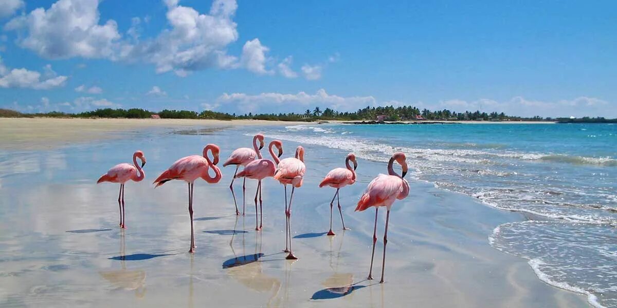 Фламинго на берегу