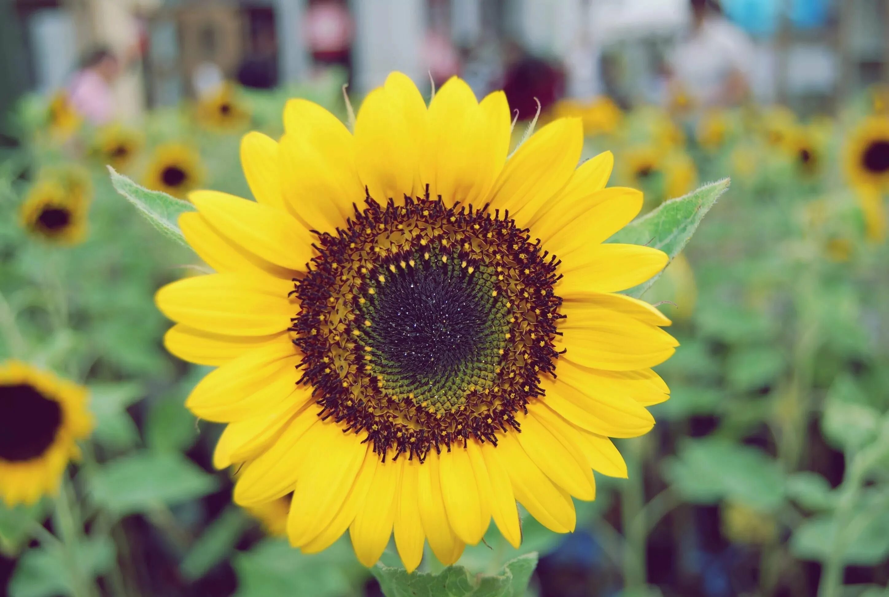 Фото подсолнуха. Подсолнух ноготки. Подсолнечник красностебельный. Helianthus цветы. НТПО подсолнух.