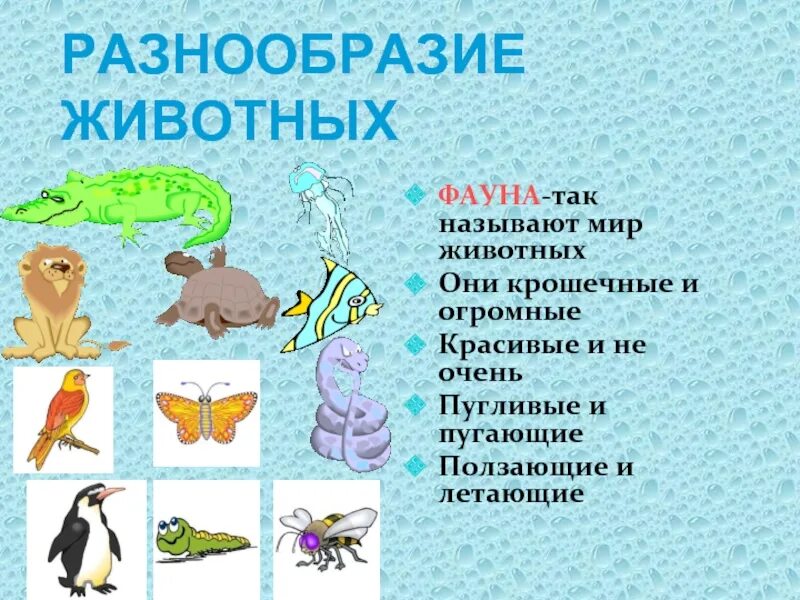 Сообщение многообразие животных. Разнообразие животных 3 класс. Разнообразие животных презентация. Презентация на тему разнообразие животных.