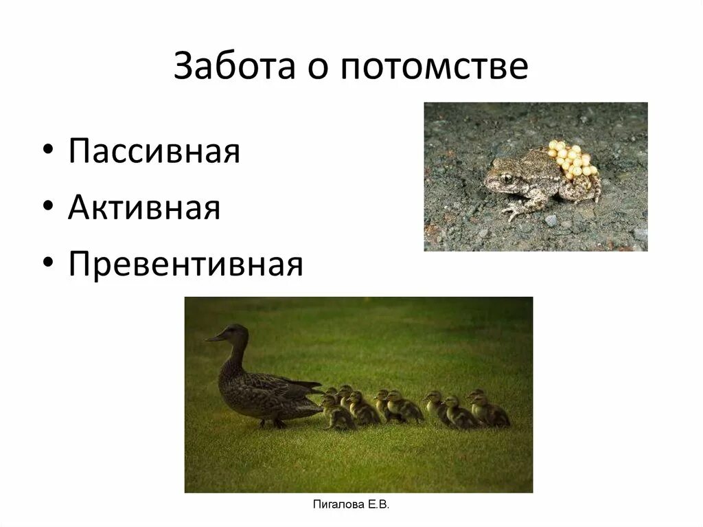 Забота о потомстве. Забота о потомстве у птиц. Забота о потомстве активная пассивная превентивная. Забота о потомстве у животных. Какие заботятся о потомстве