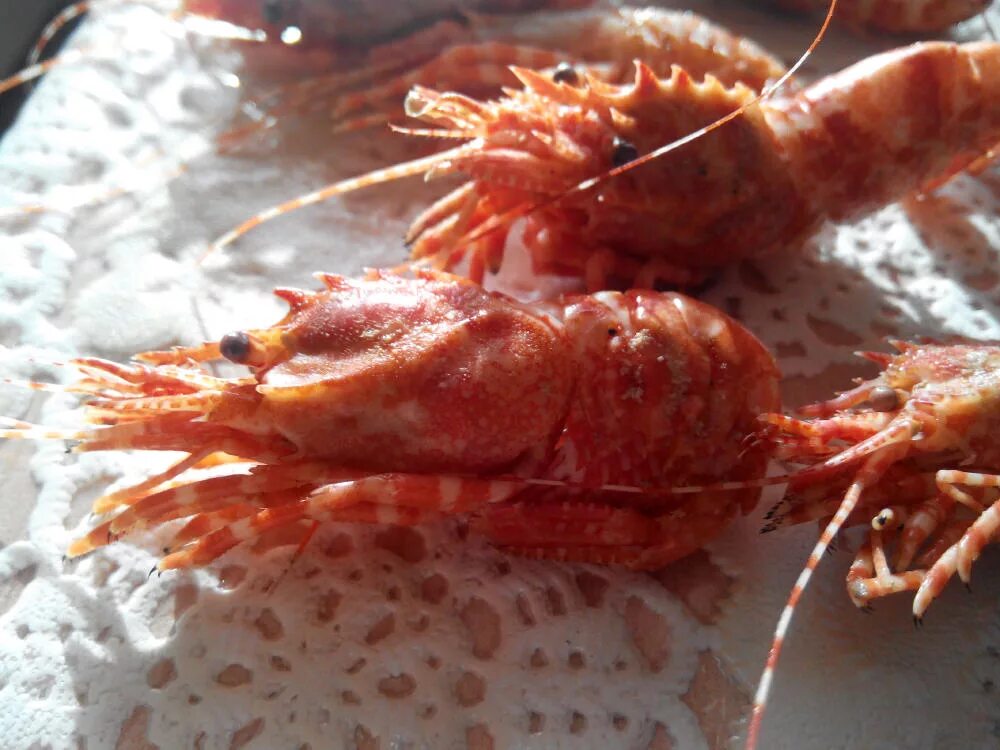 креветки скампи норвежский омар. лангустины с2. креветки бывают. креветки бывают. батат с креветками.