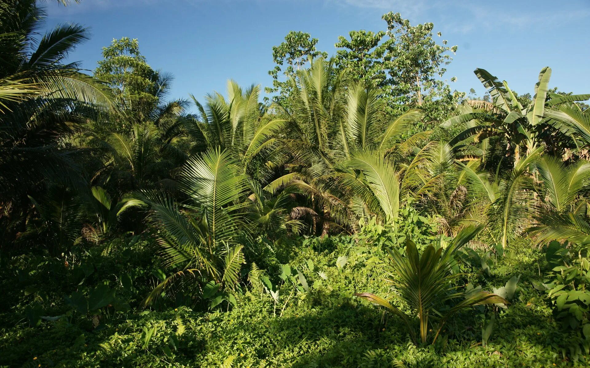 Пальмы тропических лесов Африки. Гана тропики. Растения новой Гвинеи.
