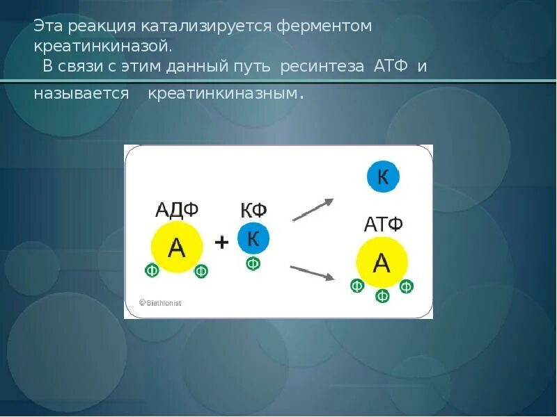 Фермент креатинкиназа. Реакция катализируемая креатинкиназой. Креатинкиназная реакция биохимия. Креатинкиназа реакция. Реакция с креатинкиназой.