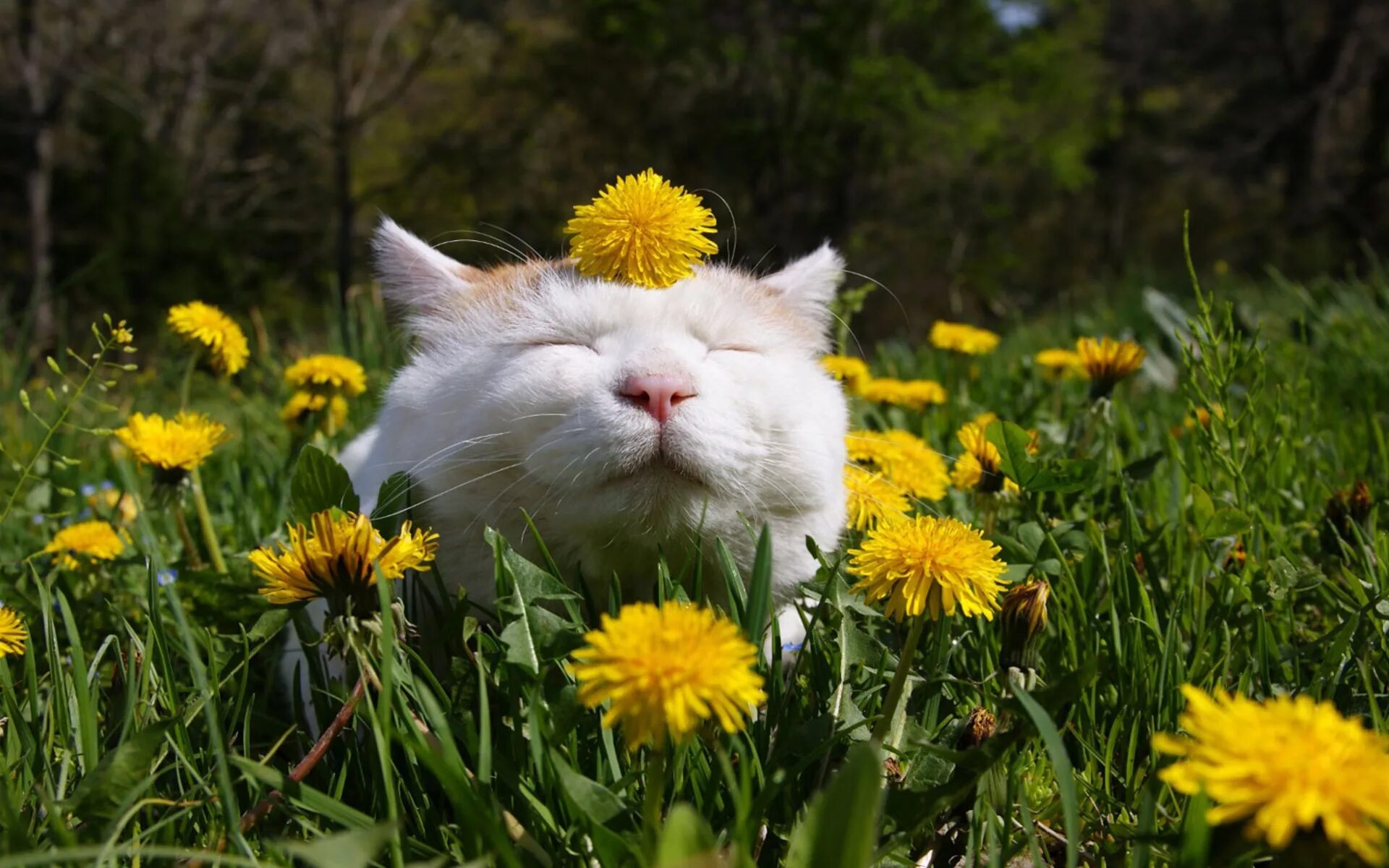 Смешные картинки с весенним днем. Счастливый кот. Летний кот.