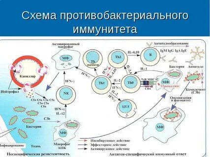Иммунные аспекты