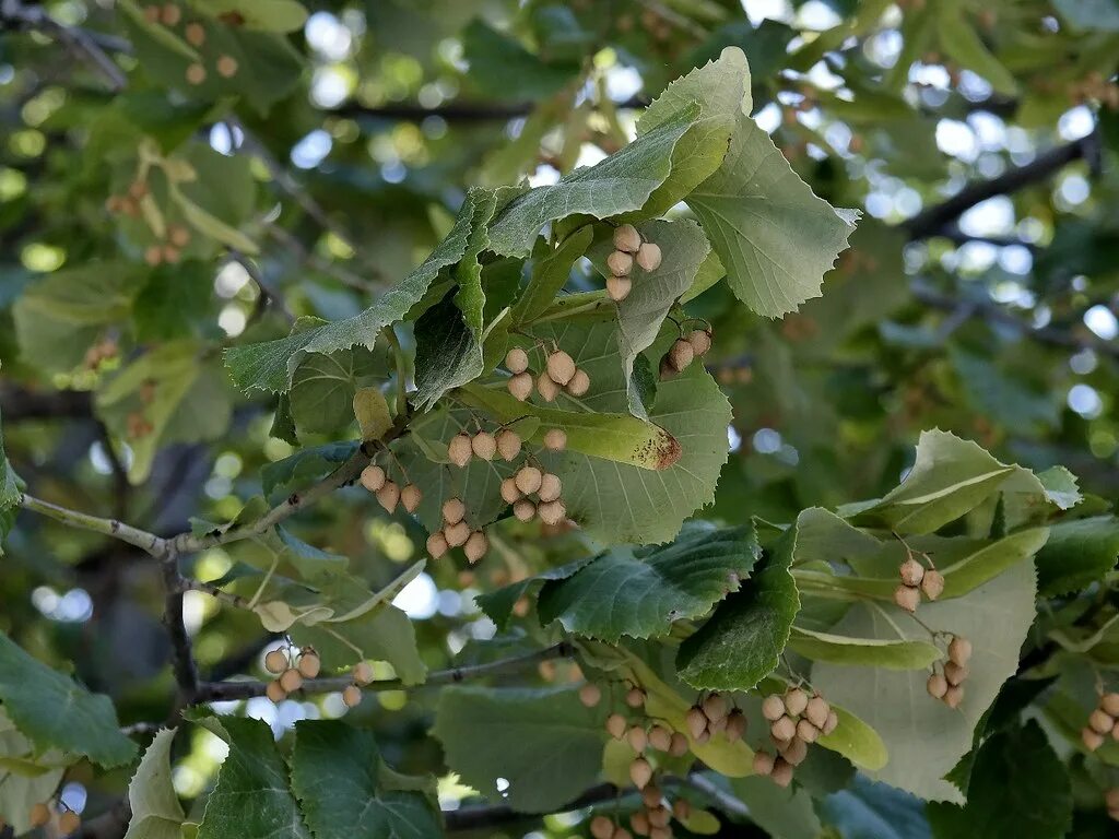 Tilia tomentosa. Липа войлочная Брабант. Отводки липы. Черенкование липы. Как вырастить липу