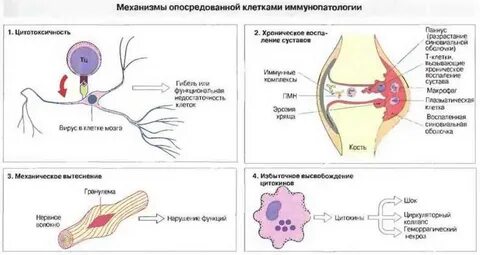 Клеточно опосредованный иммунный